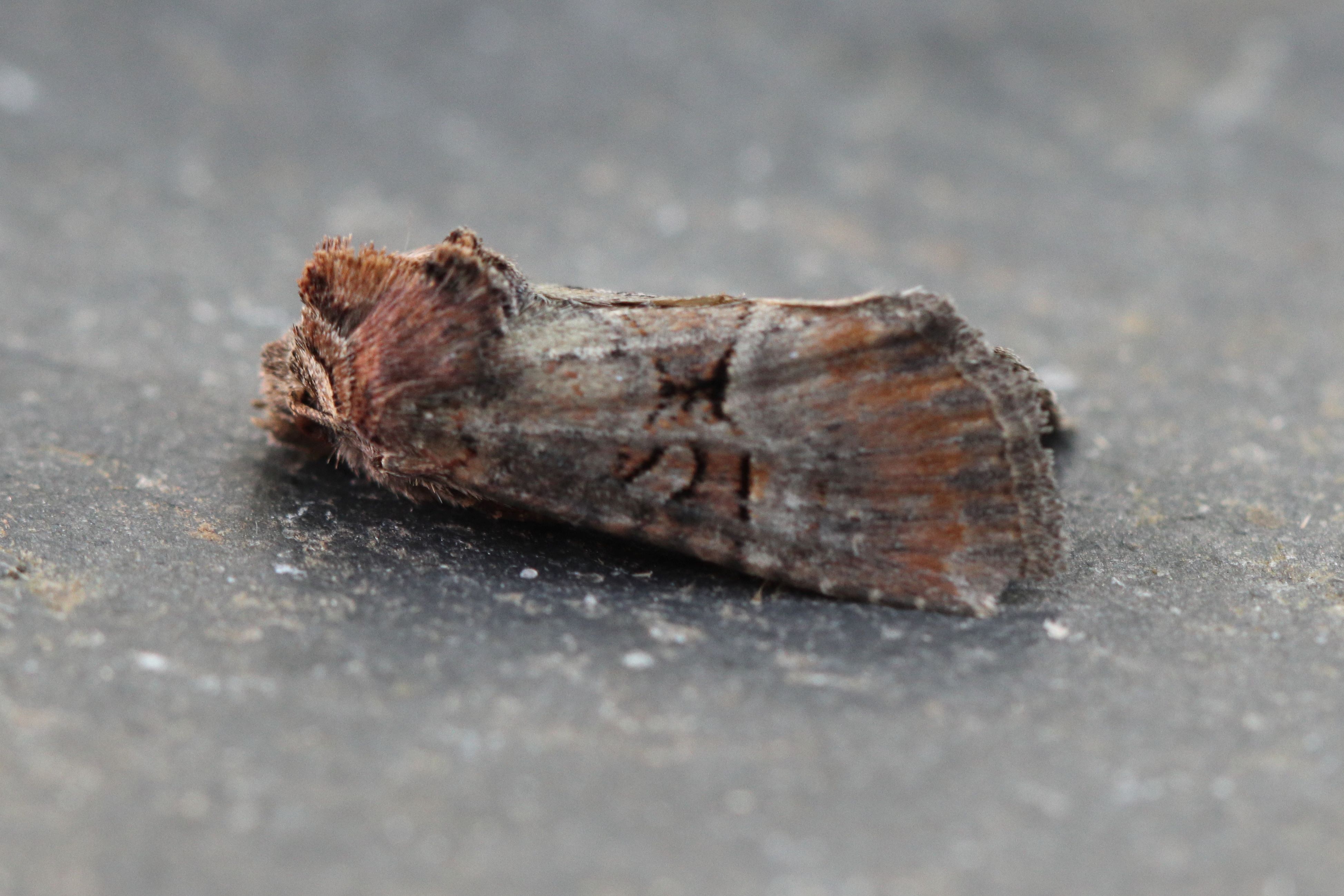 Photo of Rosy Minor (Litoligia literosa)